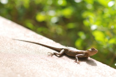 Lizard in Bamako, Mali